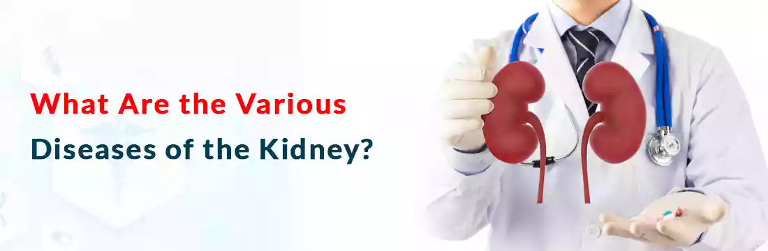  What Are the Various Diseases of the Kidney?